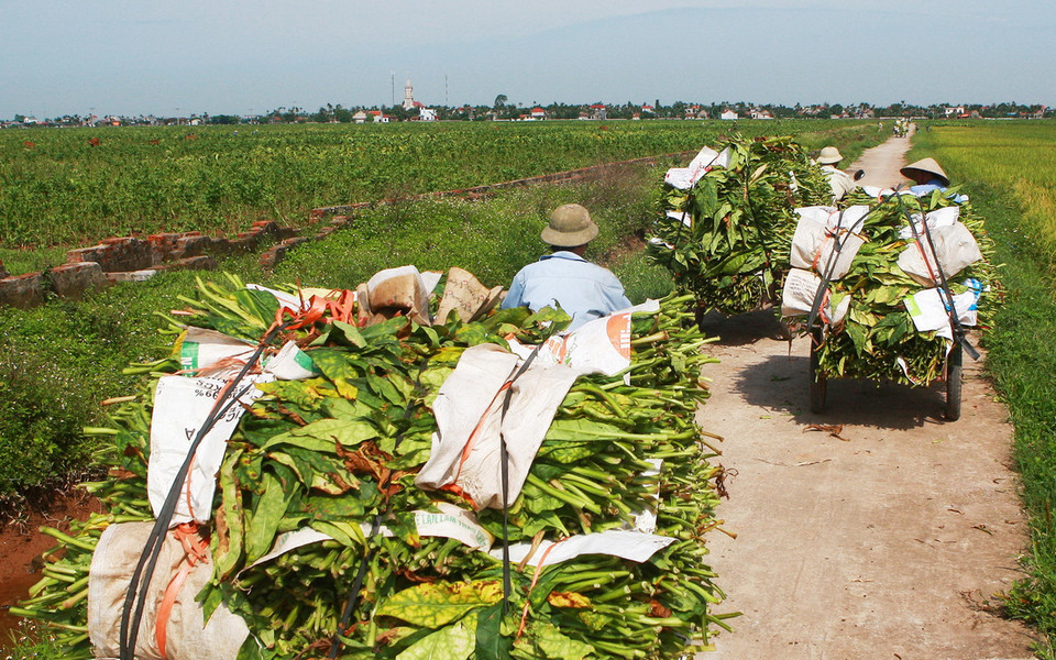 Đặc biệt, một số địa phương có thuốc lào ngon nhất là xã Lý Học, Hoà Bình (huyện Vĩnh Bảo) và xã Kiến Thiết (huyện Tiên Lãng). Vụ xuân năm 2017, nhờ thời tiết thuận lợi nên chất lượng lá rất tốt, năng suất đạt từ 1,3-1,6 tấn/ha, giá bán cho thương lái dao động từ 100.000 -150.000đ/kg, hiệu quả kinh tế cao gấp 3-4 lần trồng lúa. (Ảnh: Lâm Khánh/TTXVN)
