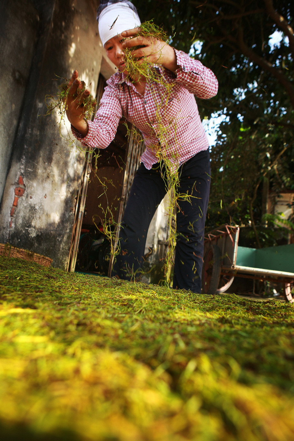  Lá thuốc sau khi được thái nhỏ sẽ được đem rũ tơi để phơi khô. (Ảnh: Lâm Khánh/TTXVN) 