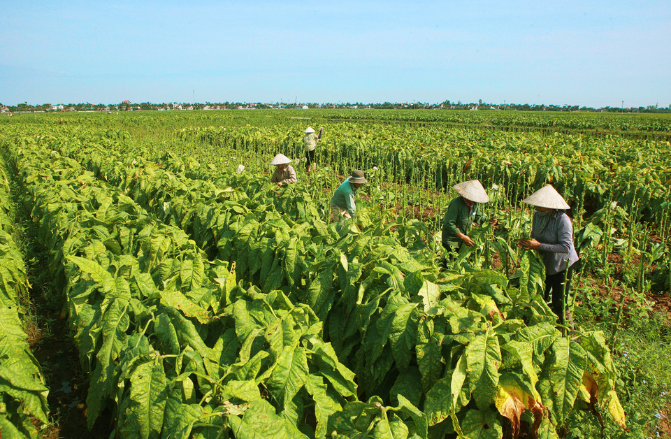 Thu hoạch thuốc lào tại xã Hoà Bình, huyện Vĩnh Bảo. (Ảnh: Lâm Khánh/TTXVN) 