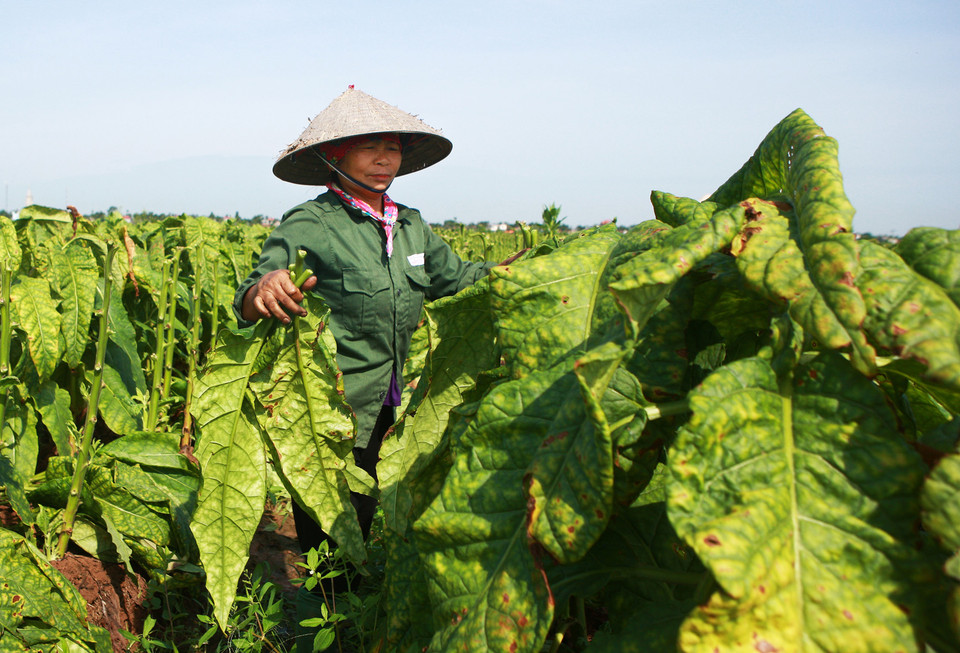 Tháng 5 và 6 hàng năm là thời điểm khai thác thuốc lào, đặc sản nổi tiếng từ lâu đời của Hải Phòng. Hải Phòng hiện có khoảng 2.700ha thuốc lào, chủ yếu tập trung ở hai huyện Tiên Lãng (khoảng 1.500ha) và Vĩnh Bảo (hơn 1.200ha). (Ảnh: Lâm Khánh/TTXVN)