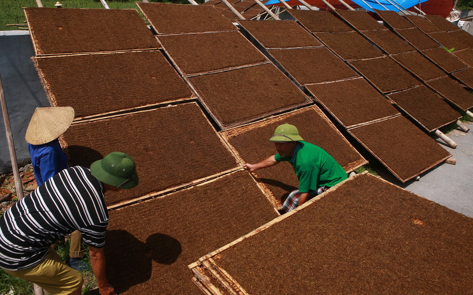 Phơi thuốc lào tại xã Kiến Thiết, huyện Tiên Lãng. (Ảnh: Lâm Khánh/TTXVN) 