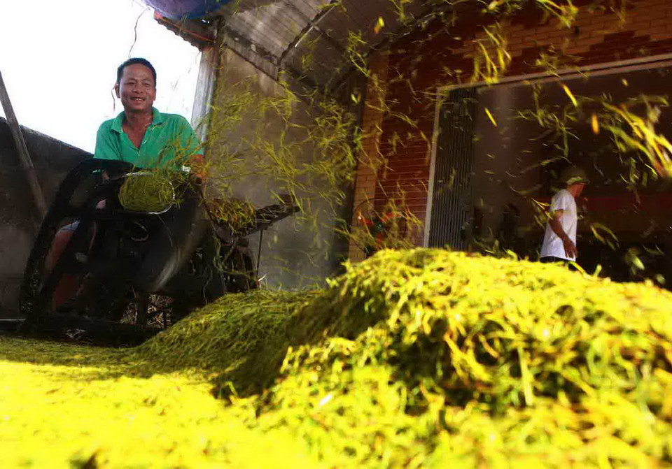 Công đoạn thái thuốc lào. (Ảnh: Lâm Khánh/TTXVN) 