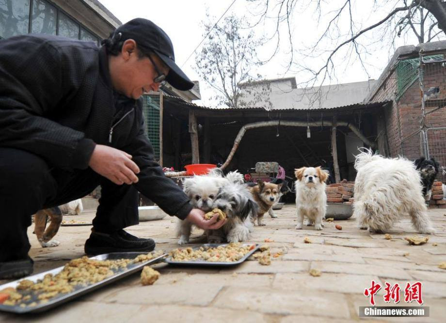 Những chú thú cưng này từng bị ngược đãi hoặc mắc bệnh. (Nguồn: CCTVNews)