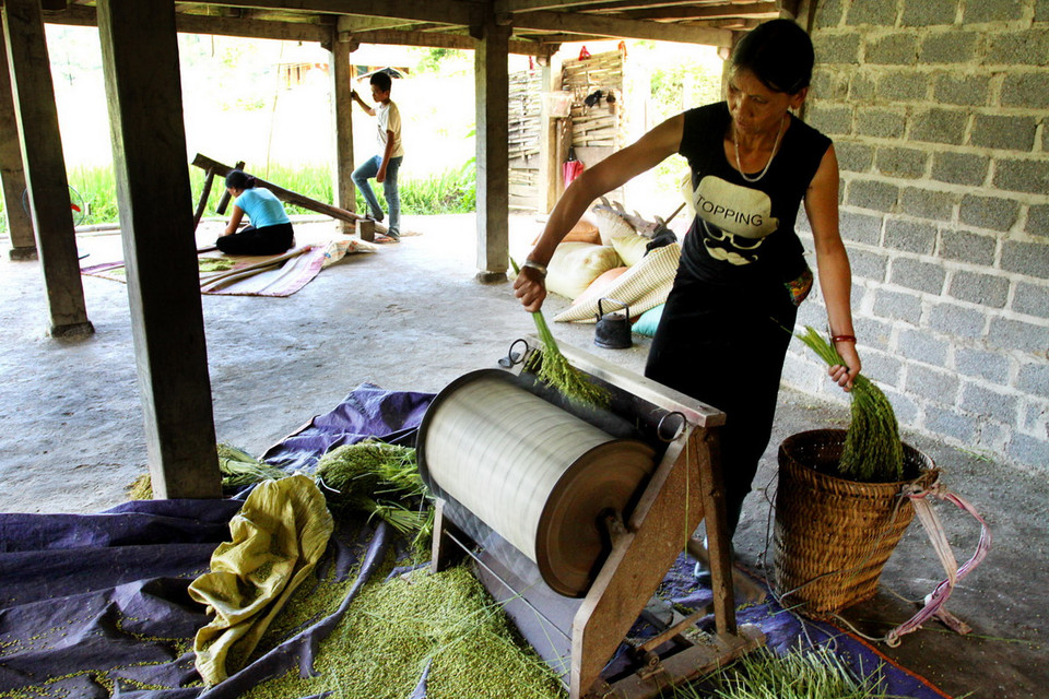 Sau khi gặt về, lúa làm cốm không được vò hay đập mà phải tuốt. Làm cốm ngon nhất khi dùng lúa nếp non gần hết nước trắng sữa. (Ảnh: Thế Duyệt/TTXVN)