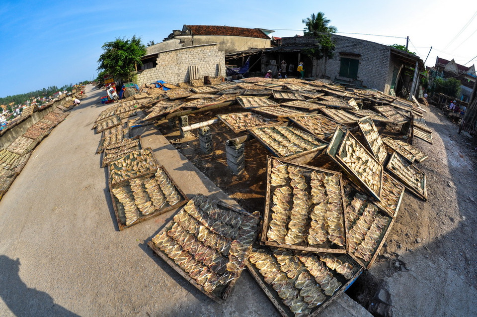 Cá khô được người dân đánh bắt về chế biến, phơi khô trên khắp các lối đi mỗi thôn xóm. (Ảnh: Trọng Đạt/TTXVN)