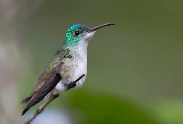 Chim ruồi ong, loài chim đặc hữu ở Cuba có thể vỗ tới 100 lần mỗi phút. (Ảnh: Istock/TTXVN)