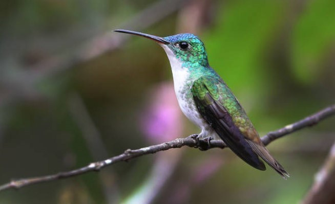 Chim ruồi ong, loài chim đặc hữu ở Cuba. (Ảnh: Istock/TTXVN)