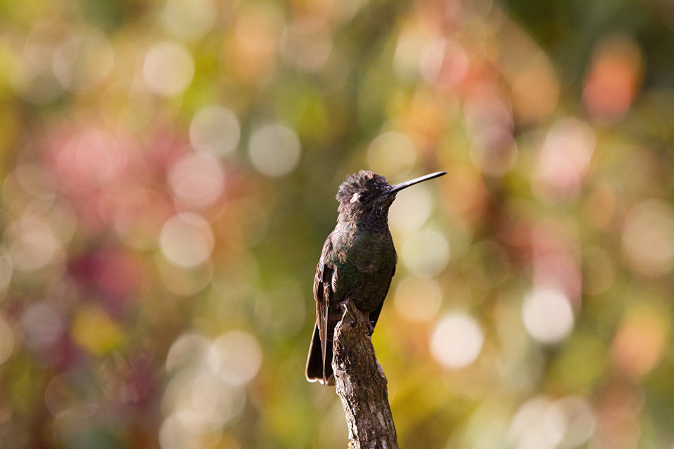 Một con chim ở sa mạc Sonora, Arizona. (Nguồn: Sputniknews)