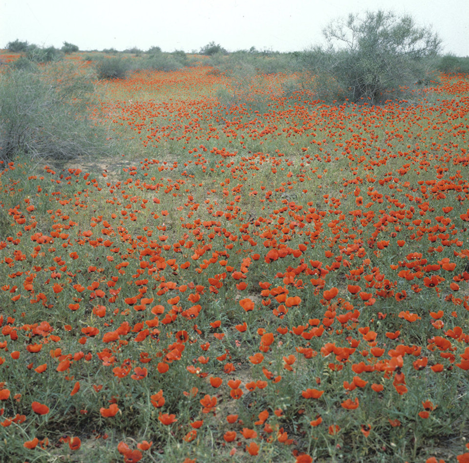 Sắc đỏ trên sa mạc Karrakum. (Nguồn: Sputniknews)
