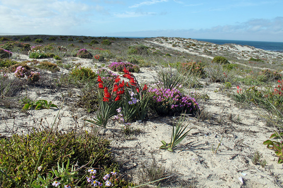 Hoa Dune vùng Namaqualand. (Nguồn: Sputniknews)