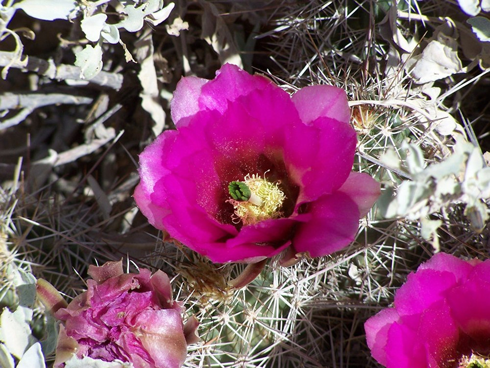 Sa mạc Arizona Sonora. (Nguồn: Sputniknews)