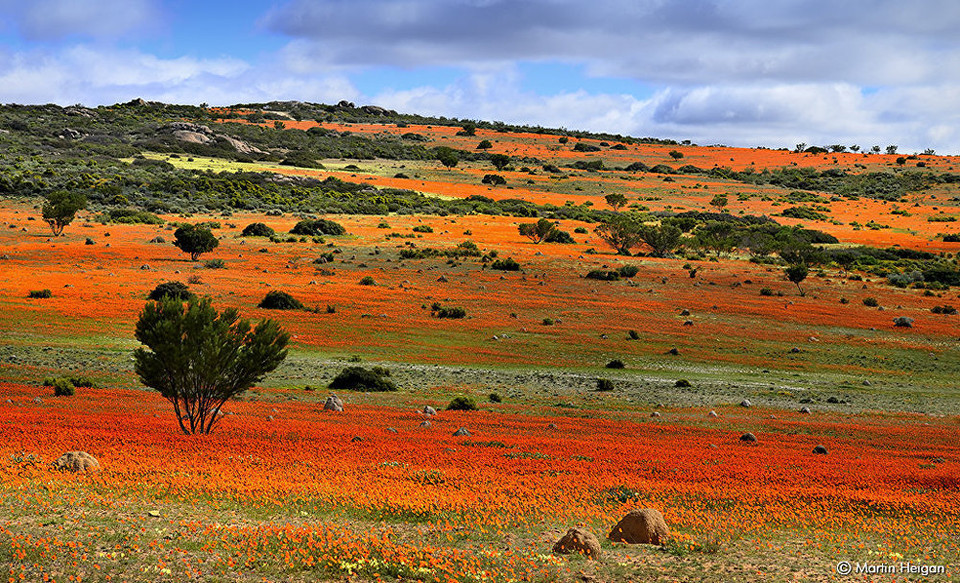 Thảm hoa ở vùng Namaqualand, một sa mạc rộng lớn ở châu Phi. (Nguồn: Sputniknews)