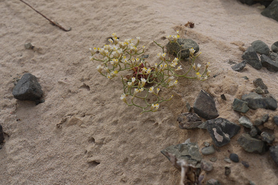 Hoa nở ở sa mạc Gobi. (Nguồn: Sputniknews)