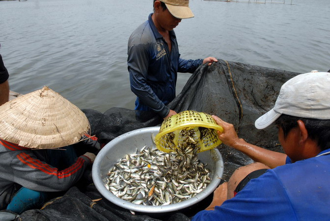 Người dân ấp Trung, xã Thường Thới Tiền, huyện Hồng Ngự (Đồng Tháp) đánh bắt cá linh. (Ảnh: Mạnh Linh/TTXVN)