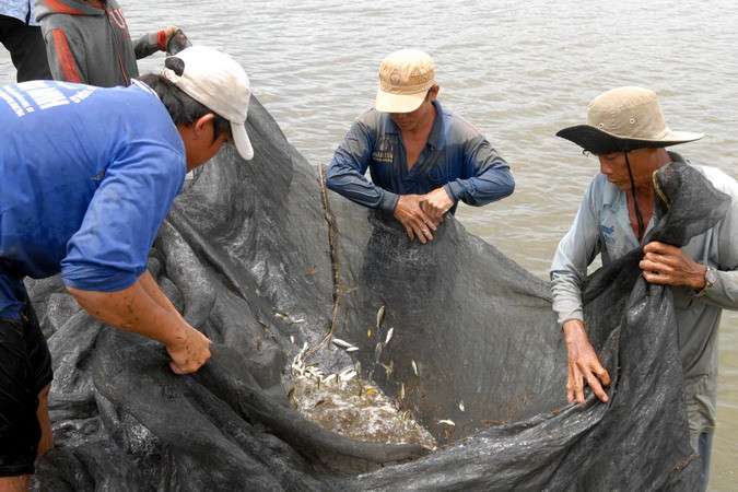 Hộ gia đình ông Nguyễn Văn Ny (ấp Trung, xã Thường Thới Tiền, huyện Hồng Ngự, tỉnh Đồng Tháp) đánh bắt cá linh trên cánh đồng mùa nước nổi. (Ảnh: Mạnh Linh/TTXVN)