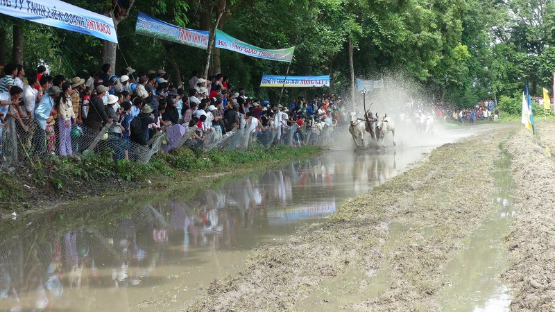 Các cặp bò trên đường đua. (Ảnh: Công Mạo/TTXVN)