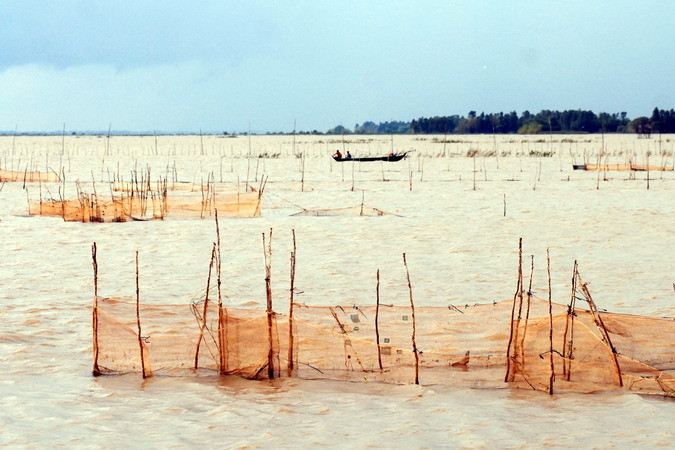 Nhiều hộ dân ấp Bình Hoà Thượng (xã Thường Thới Hậu A, huyện Hồng Ngự, tỉnh Đồng Tháp) dùng dớn, loại lưới cước có chiều dài từ 100-150m, vây trên cánh đồng trong mùa lũ để bắt cá linh. (Ảnh: Mạnh Linh/TTXVN)