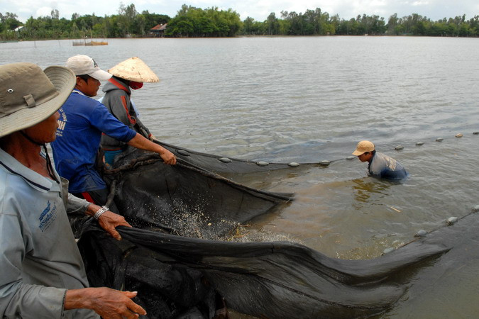Hộ gia đình ông Nguyễn Văn Ny (ấp Trung, xã Thường Thới Tiền, huyện Hồng Ngự, tỉnh Đồng Tháp) đánh bắt cá linh trên cánh đồng mùa nước nổi. (Ảnh: Mạnh Linh/TTXVN)