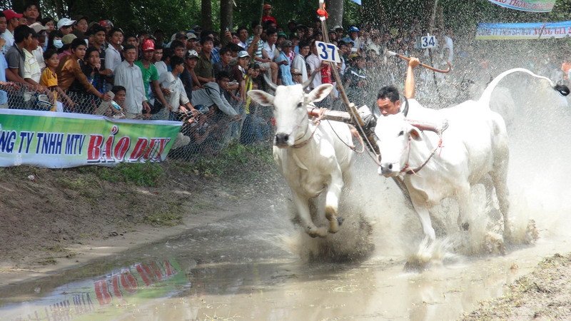 Nước rút về đích của cặp bò số 37. (Ảnh: Công Mạo/TTXVN)