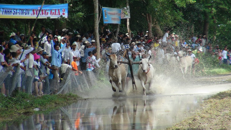 Các cặp bò trên đường đua. (Ảnh: Công Mạo/TTXVN)