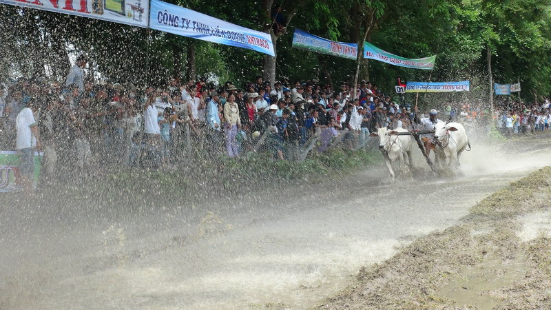 Các cặp bò trên đường đua. (Ảnh: Công Mạo/TTXVN)