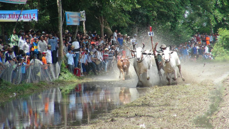 Các cặp bò trên đường đua. (Ảnh: Công Mạo/TTXVN)