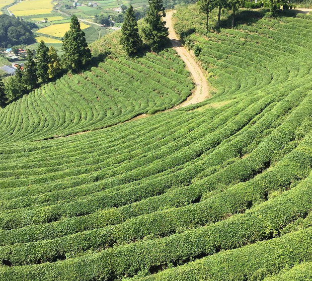 Boseong, Hàn Quốc: Boseong là một vùng núi ở tỉnh South Jeolla, Hàn Quốc. Nơi đây nổi tiếng nhờ trồng chè xanh. (Nguồn: Instagram)