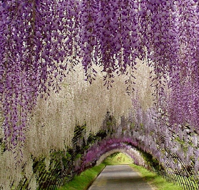 Khu vườn Kawachi Fuji, Nhật Bản. (Nguồn: Instagram)