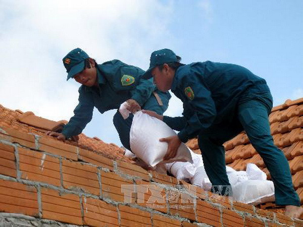 : Lực lượng thanh niên xung kích xã Nhơn Hải (Quy Nhơn, Bình Định) giúp dân chèn chống nhà cửa trước khi bão đổ bộ vào đất liền. (Ảnh: Viết Ý/TTXVN)