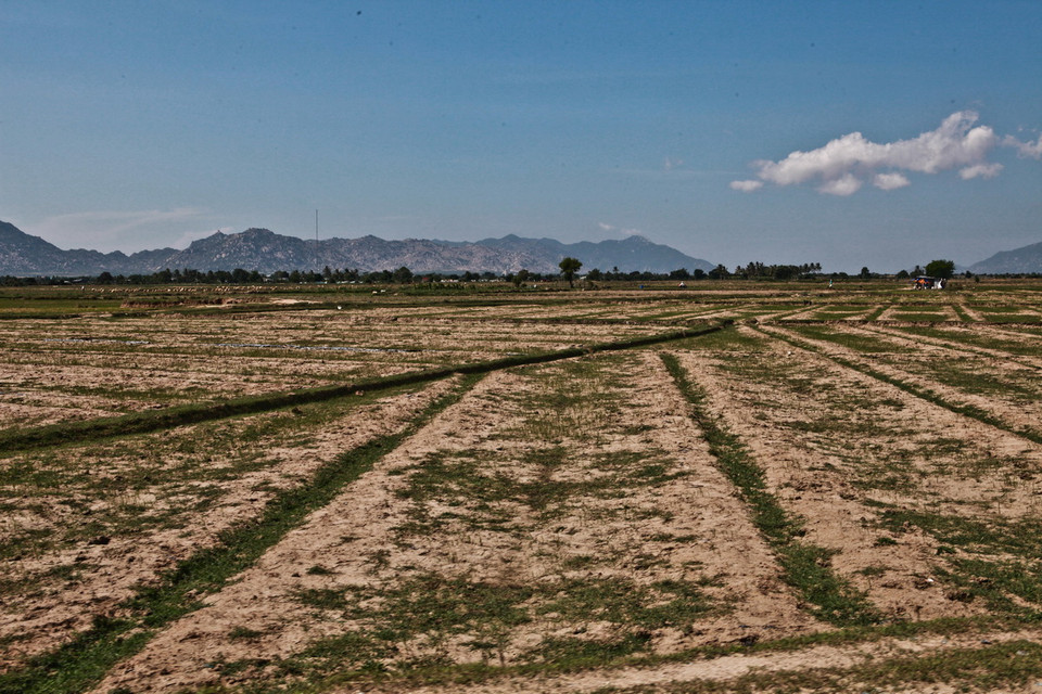 Những cánh đồng rộng mênh mông ở huyện Thuận Nam vẫn nằm chờ nước. (Ảnh: Trọng Đạt/TTXVN)