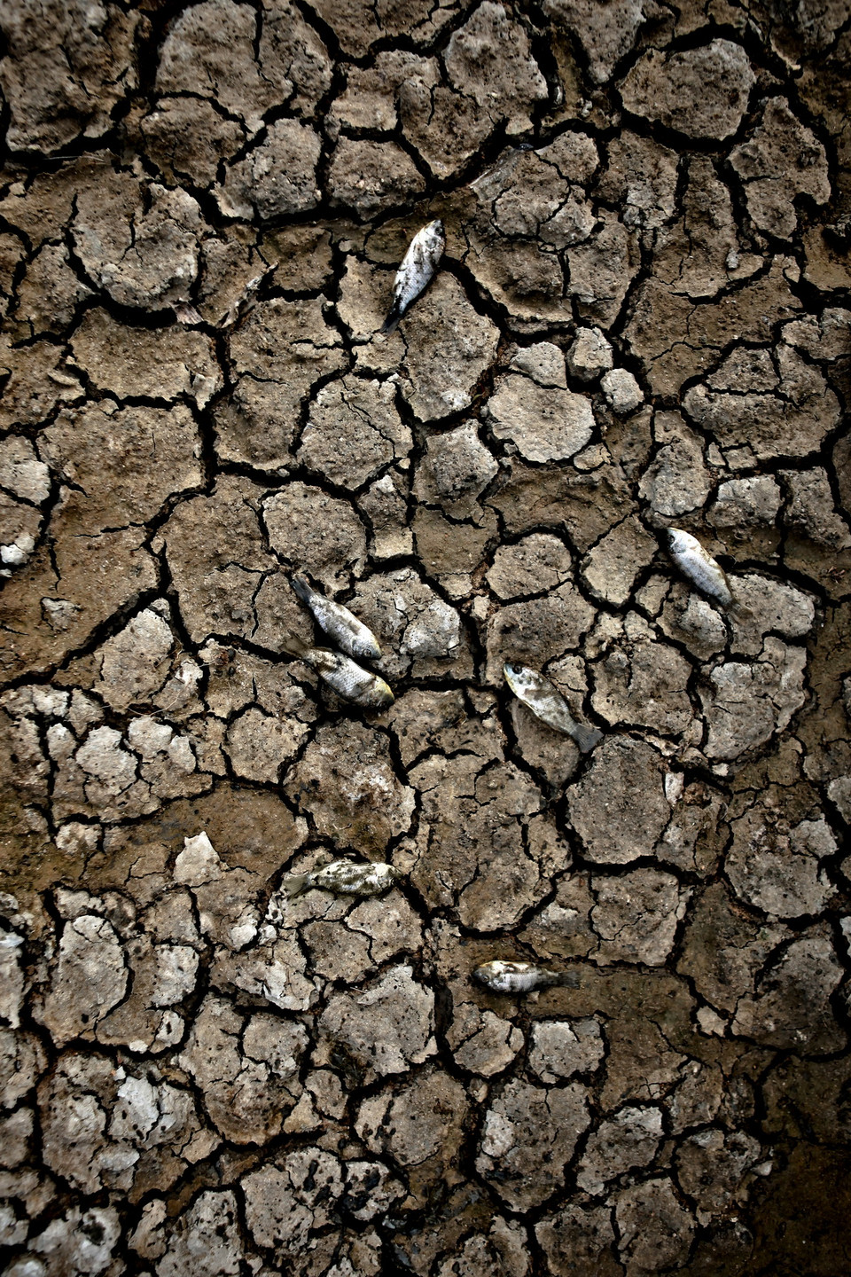 Những con cá suối cũng không thoát khỏi sự khốc liệt của tự nhiên. Con suối này nằm trong hệ thống dẫn nước tưới tiêu cho đồng ruộng tại xã Bắc Sơn, huyện Thuận Bắc. (Ảnh: Trọng Đạt/TTXVN)