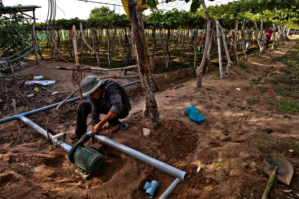 Tại huyện ven biển Ninh Hải, lượng nước dành cho diện tích trồng nho cũng bị thiếu hụt trầm trọng. Người dân đang dùng mọi biện pháp, từ khoan giếng sâu xuống lòng đất đến dẫn nguồn từ hồ chứa về để lấy nước tưới. Ở nơi đây, có xã cả năm nay chưa có nổi một trận mưa. (Ảnh: Trọng Đạt/TTXVN)