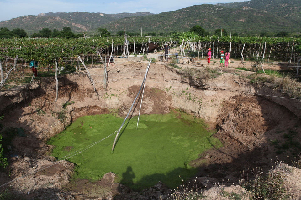 Tại huyện ven biển Ninh Hải, lượng nước dành cho diện tích trồng nho cũng bị thiếu hụt trầm trọng. (Ảnh: Trọng Đạt/TTXVN)