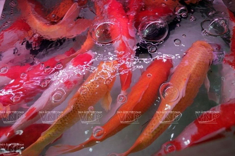 Tạo ôxy cho bể cá là một trong những bước không thể thiếu. (Ảnh: Khánh Long)