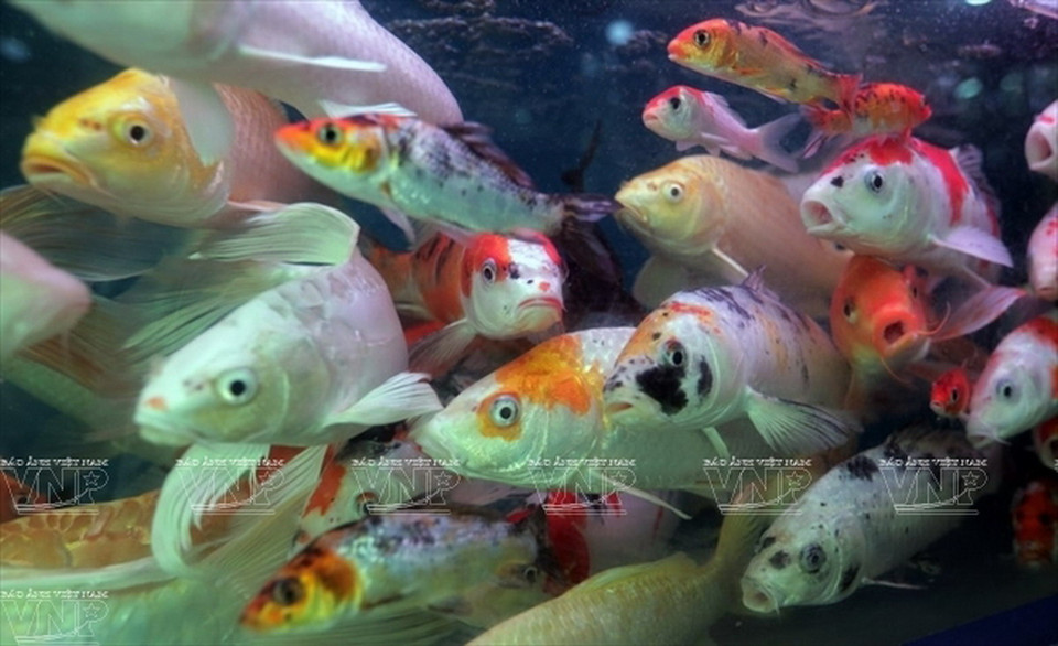 Cá Koi, loại cá đang rất được ưa chuộng tại Hà Nội. (Ảnh: Khánh Long)