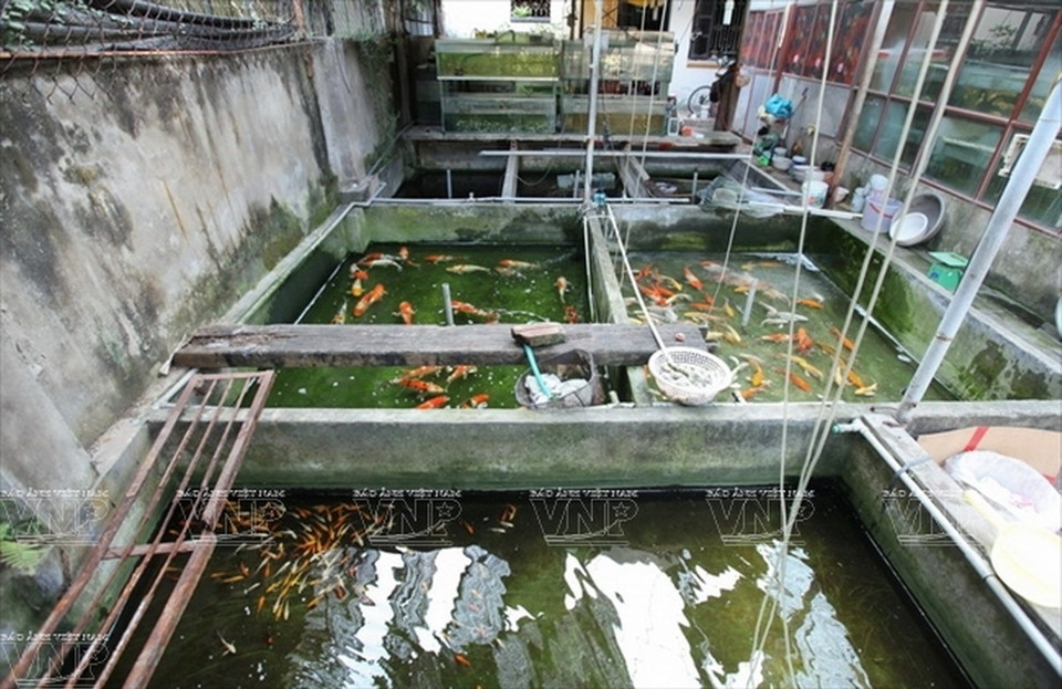 Người dân làng Yên Phụ nuôi cá phục vụ thú chơi của người dân Hà Nội. (Ảnh: Khánh Long)