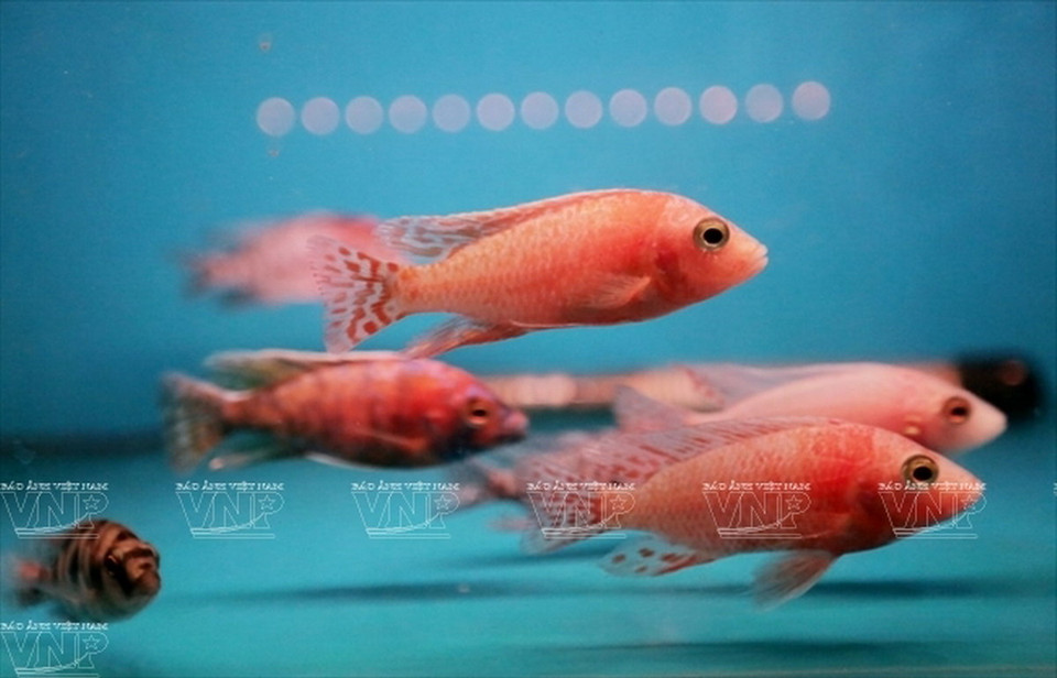 Vẻ đẹp rực rỡ của cá Ali Peacock đỏ. (Ảnh: Khánh Long)