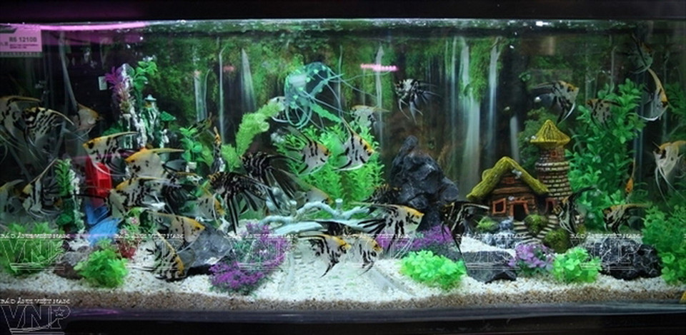 Bể cá kết hợp tiểu cảnh theo kiểu cổ xưa. (Ảnh: Khánh Long)
