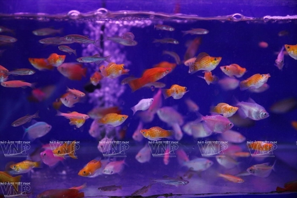 Cá hột lựu, loài cá nhỏ và có nhiều màu sắc rất bắt mắt. (Ảnh: Khánh Long)