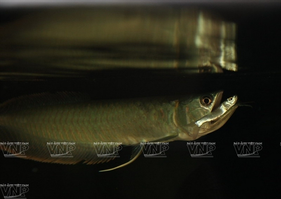 Một chú cá rồng với thức ăn là những chú cá nhỏ. (Ảnh: Khánh Long)