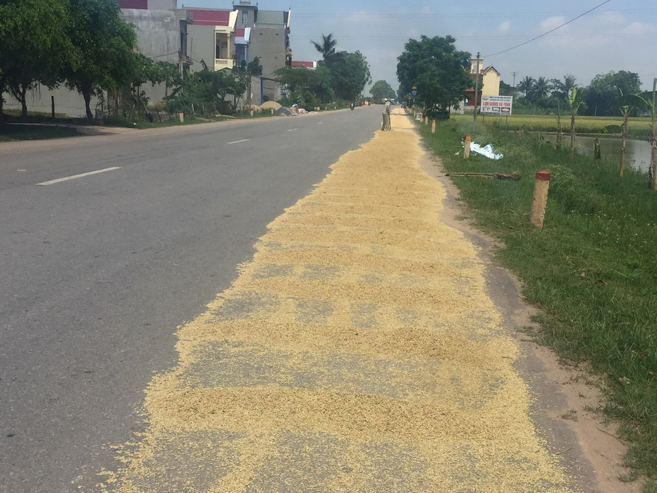 Người dân ngang nhiên phơi lúa trên lòng quốc lộ 47, đoạn qua huyện Triệu Sơn và Thọ Xuân (Thanh Hóa). (Ảnh: Nguyễn Nam/TTXVN)
