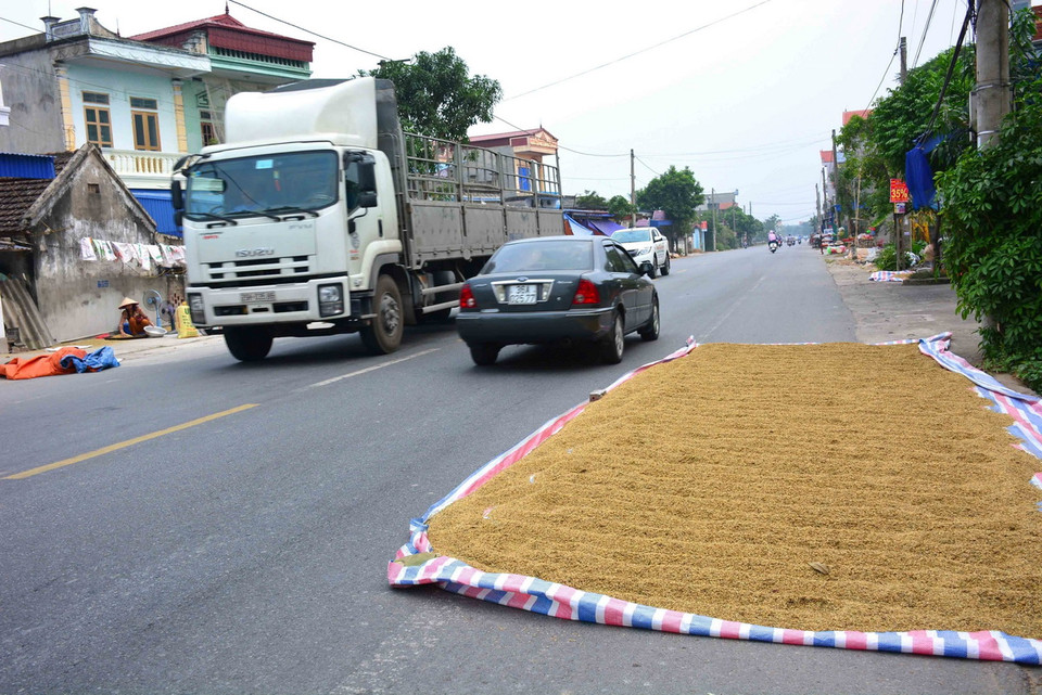 Phơi thóc lấn hết làn đường dành cho xe thô sơ trên tuyến đường tỉnh lộ 490 qua địa bàn huyện Nam Trực, Nam Định. (Ảnh Công Luật/TTXVN)