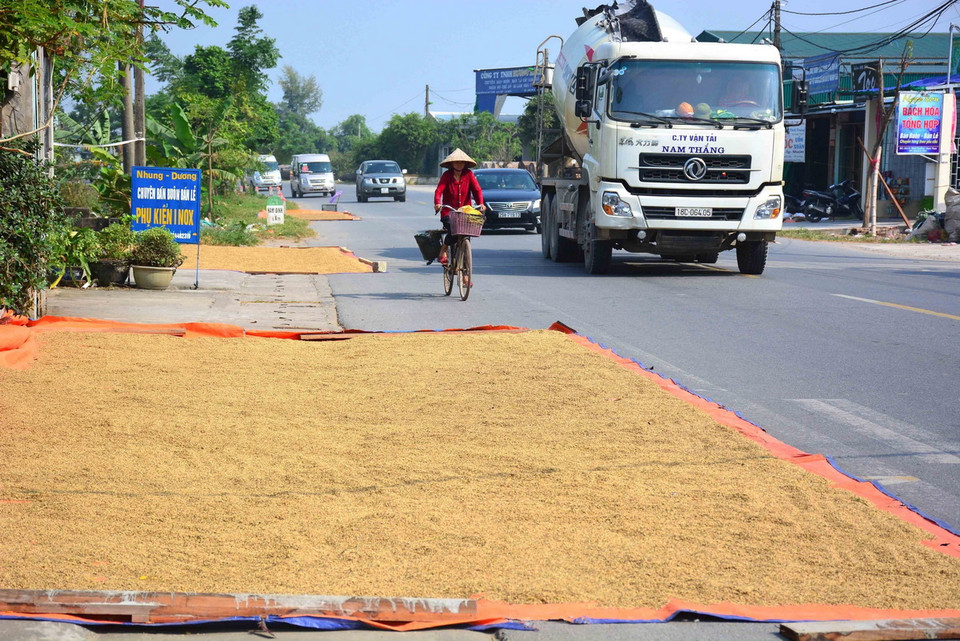 Người dân phơi thóc trên tuyến đường tỉnh lộ 490 qua địa bàn huyện Nam Trực, Nam Định. (Ảnh Công Luật/TTXVN) 