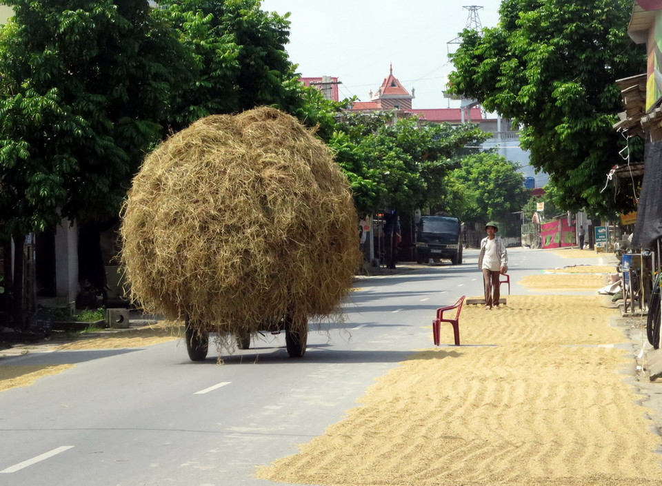 Dọc tuyến Quốc lộ 38, đoạn qua tỉnh Nam Định người dân sử dụng lòng đường làm sân phơi nông sản tiềm ẩn nguy cơ tai nạn giao thông. (Ảnh: Văn Đạt/TTXVN)