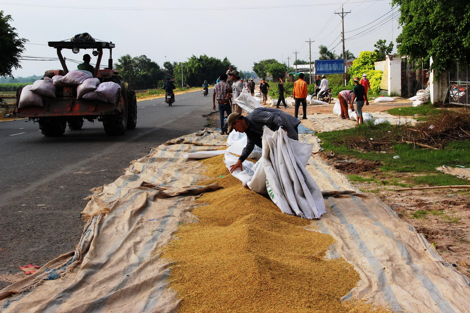 Người dân phơi lúa, lấn chiếm lề đường trên Quốc lộ 22B, đoạn xã Mỏ Công, huyện Tân Biên (Tây Ninh). (Ảnh: Lê Đức Hoảnh/TTXVN)