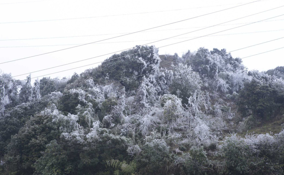 Khu vực rừng của dãy Hoàng Liên Sơn khu vực Đèo Ô Quý Hồ bị băng giá phủ trắng. (Ảnh: Quý Trung/TTXVN)