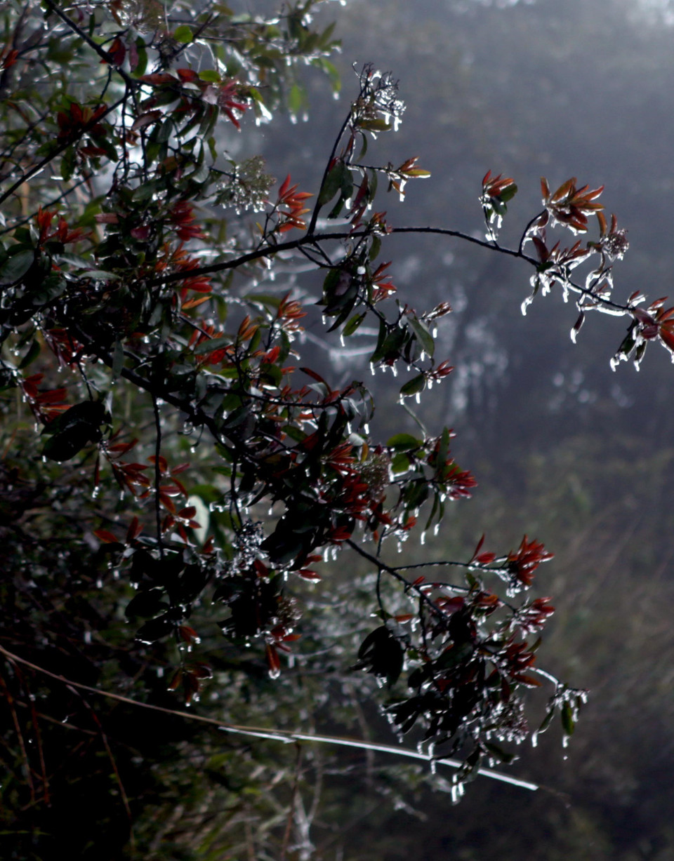 Những cành lộc của cây cối bên đường tại khu vực Đèo Ô Quý Hồ bị bao phủ bởi một lớp băng giá. (Ảnh: Quý Trung/TTXVN)
