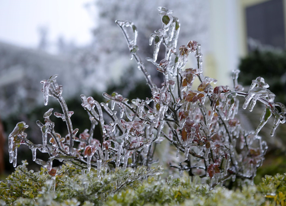  Cây hoa hồng bị băng giá bao phủ. (Ảnh: Quý Trung/TTXVN)
