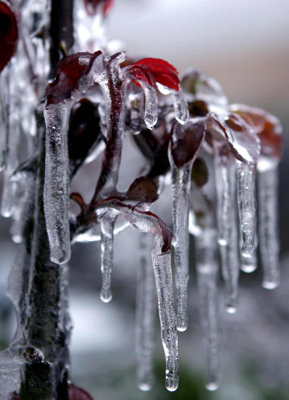 Những cành lộc của hoa hồng cũng bị bao phủ bởi một lớp băng giá. (Ảnh: Quý Trung/TTXVN)