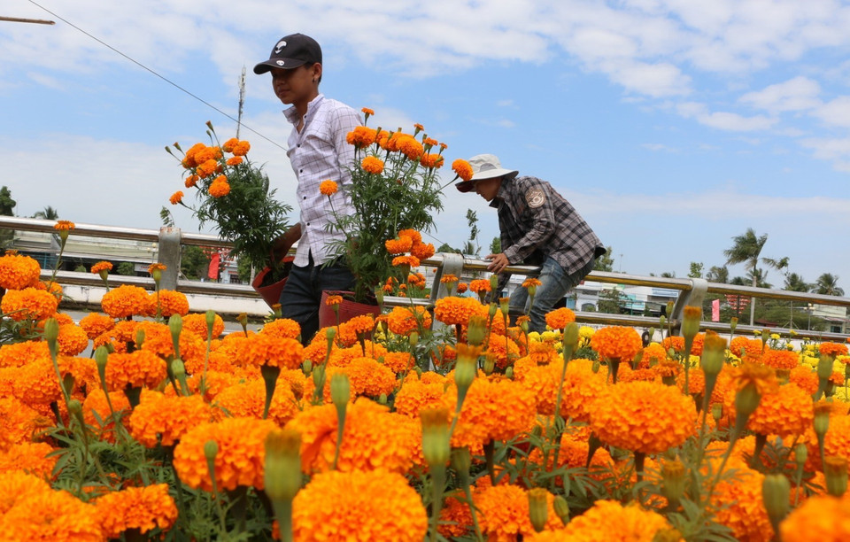 Hoa cảnh bày bán tại đường Trần Hưng Đạo, thành phố Vị Thanh, Hậu Giang. (Ảnh: Duy Khương/TTXVN)